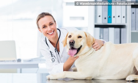 Praxismarketing, damit wir mit unserem Hund einen guten Tierarzt im Internet finden. Praxismarketing - damit der Tierarzt neue Kunden bekommt und es unserem Hund Chihuahua gut geht.
